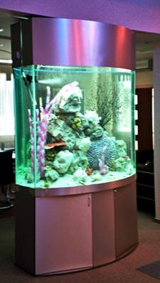 Custom aquariums